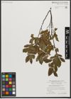 Foto von Salix waldsteiniana Willd.